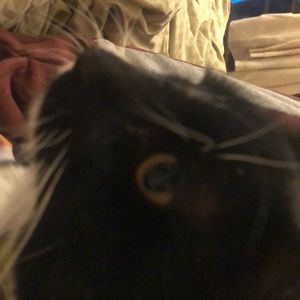 Meet your Posher, Tesla